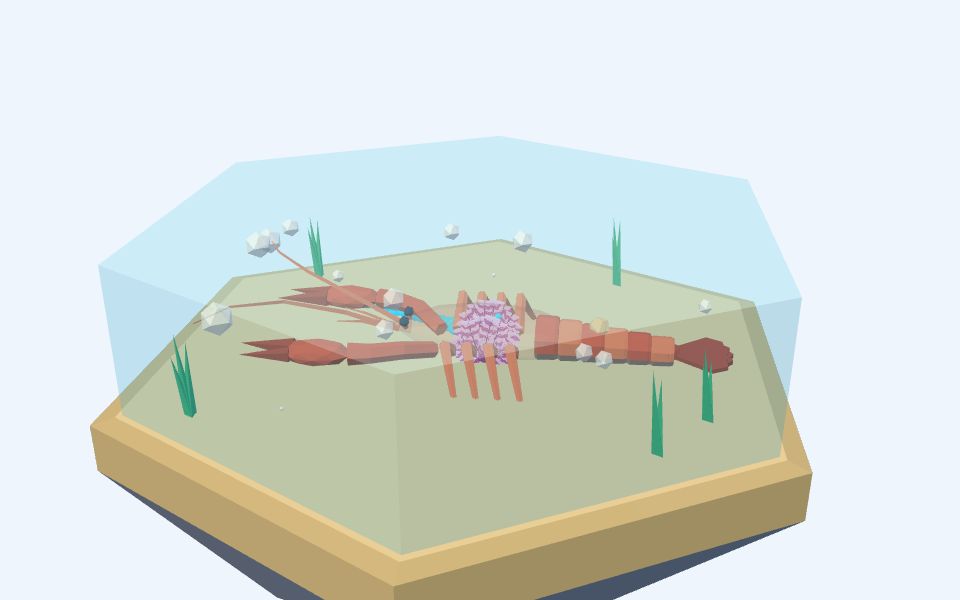 نموذج ثلاثيّ الأبعاد بأسلوب Low Poly — الخياشيم: كيف يتنفس جراد البحر في الماء؟