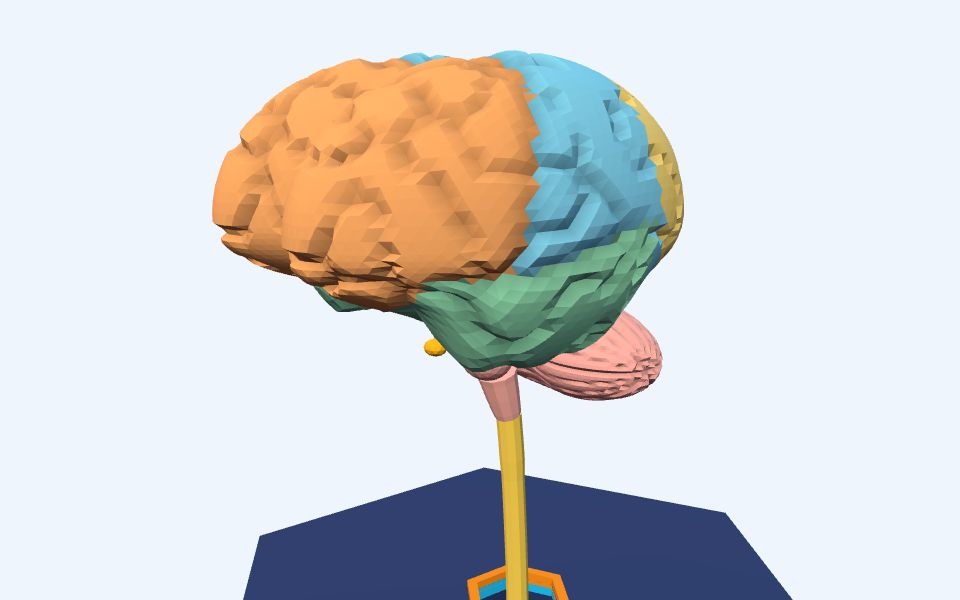 نموذج ثلاثيّ الأبعاد بأسلوب Low Poly — الجهاز العصبي المركزي: الدماغ والحبل الشوكي