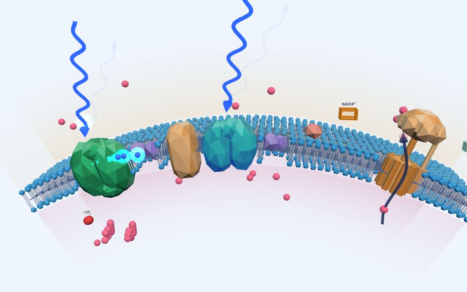نموذج ثلاثيّ الأبعاد بأسلوب Low Poly — التفاعلات الضوئية: من الضوء إلى ATP