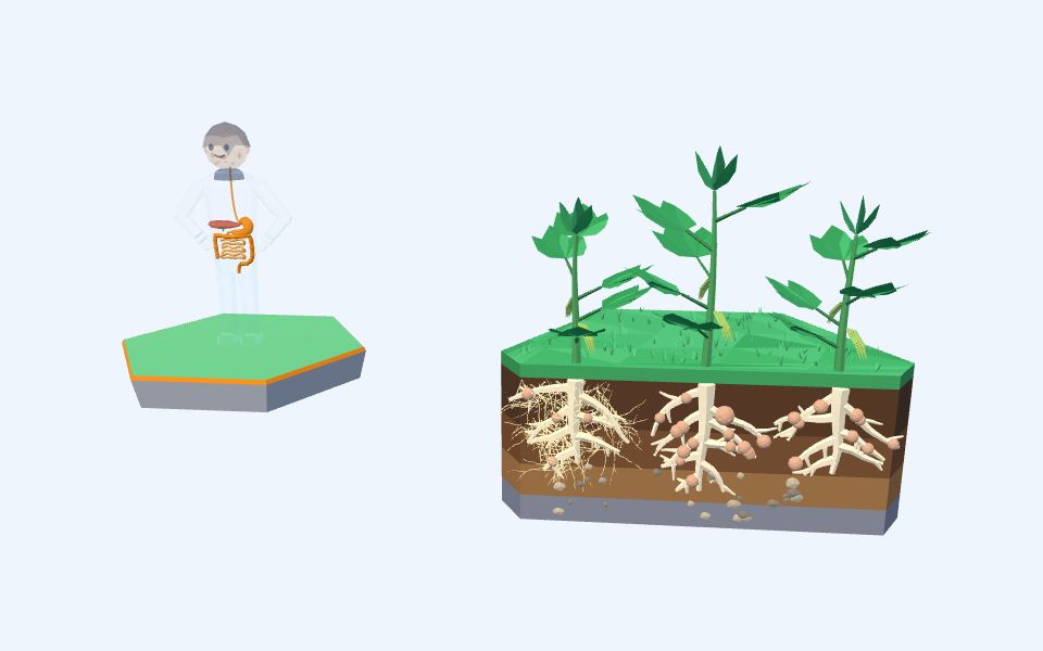 نموذج ثلاثيّ الأبعاد بأسلوب Low Poly — شركاء المنفعة: البكتيريا والفطريات مع النبات والإنسان