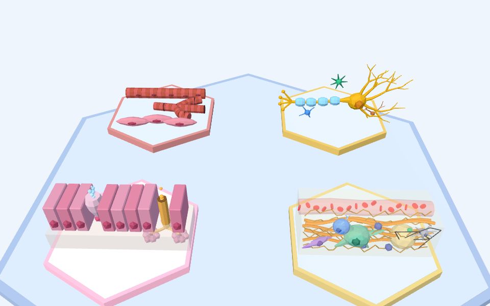 نموذج ثلاثيّ الأبعاد بأسلوب Low Poly — أنسجة الجسم الأربعة