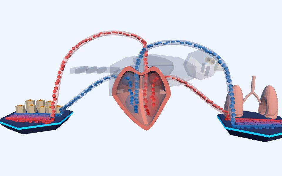 نموذج ثلاثيّ الأبعاد بأسلوب Low Poly — من قلب السمكة إلى قلب الثديي